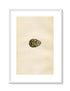 Morris Antique Birds Egg Print, Dotterel, 1867 Book Plate CLI