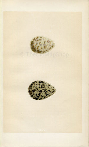 Morris Antique Birds Egg Print, Peewit & Turnstone, 1867 Book Plate CLV