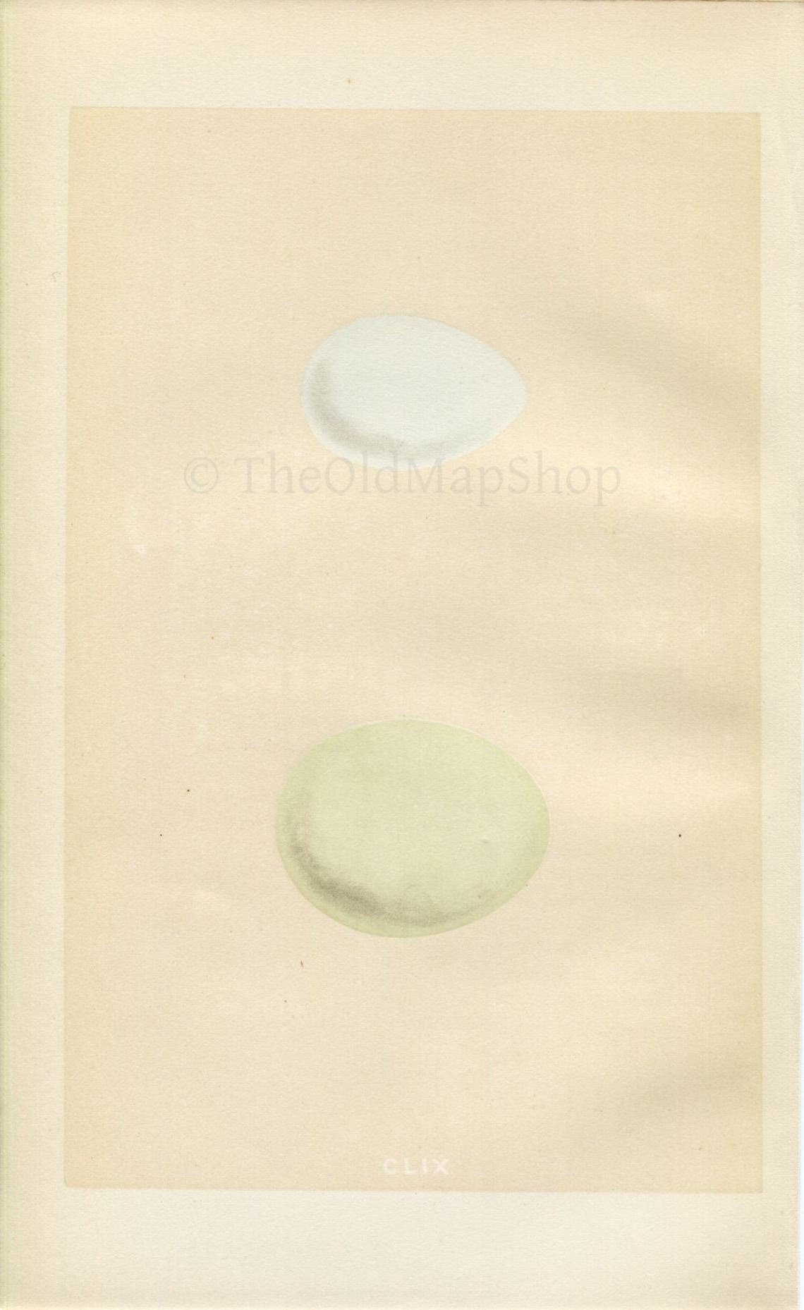 Morris Antique Birds Egg Print, Little Egret & Great White Heron, 1867 Book Plate CLIX