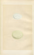 Morris Antique Birds Egg Print, Little Egret & Great White Heron, 1867 Book Plate CLIX