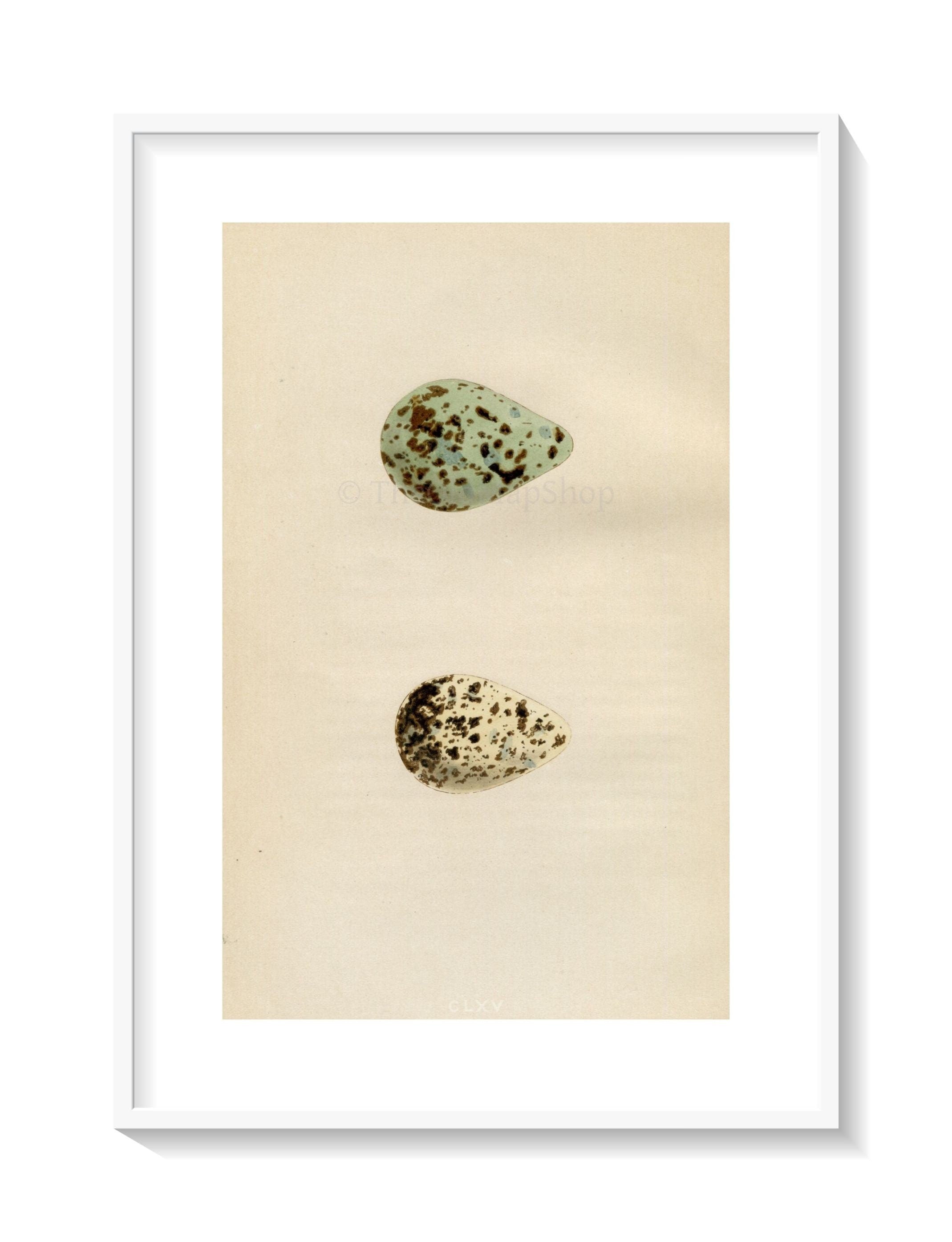 Morris Antique Birds Egg Print, Spotted Redshank & Redshank, 1867 Book Plate CLXV