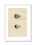 Morris Antique Birds Egg Print, Spotted Redshank & Redshank, 1867 Book Plate CLXV