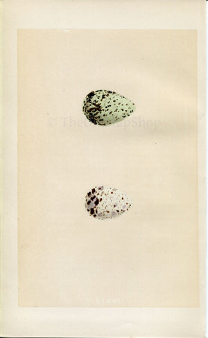Morris Antique Birds Egg Print, Green Sandpiper & Wood Sandpiper, 1867 Book Plate CLXVI