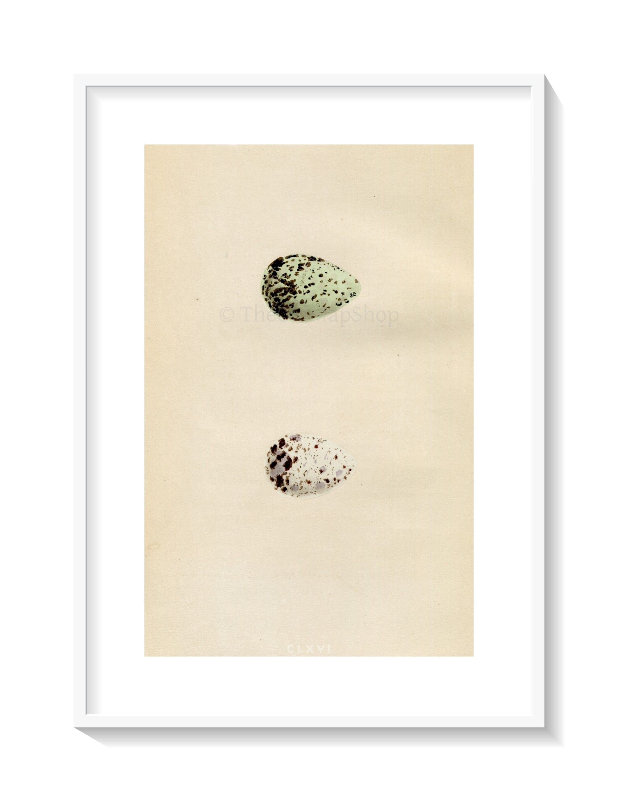 Morris Antique Birds Egg Print, Green Sandpiper & Wood Sandpiper, 1867 Book Plate CLXVI