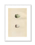 Morris Antique Birds Egg Print, Green Sandpiper & Wood Sandpiper, 1867 Book Plate CLXVI