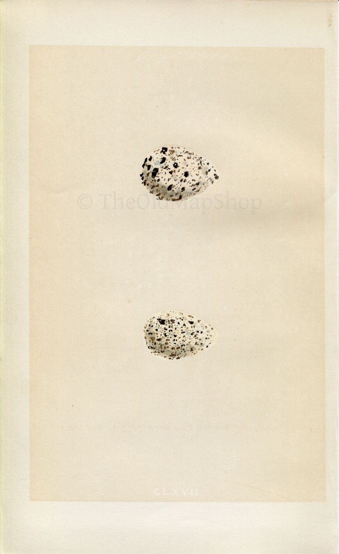 Morris Antique Birds Egg Print, Common Sandpiper & Spotted Sandpiper, 1867 Book Plate CLXVII