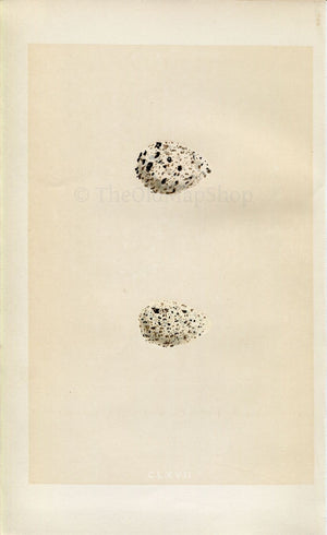 Morris Antique Birds Egg Print, Common Sandpiper & Spotted Sandpiper, 1867 Book Plate CLXVII