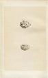 Morris Antique Birds Egg Print, Common Sandpiper & Spotted Sandpiper, 1867 Book Plate CLXVII