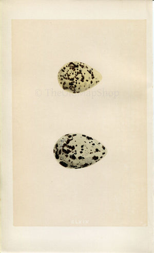 Morris Antique Birds Egg Print, Avocet & Stilt, 1867 Book Plate CLXIX