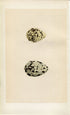 Morris Antique Birds Egg Print, Avocet & Stilt, 1867 Book Plate CLXIX