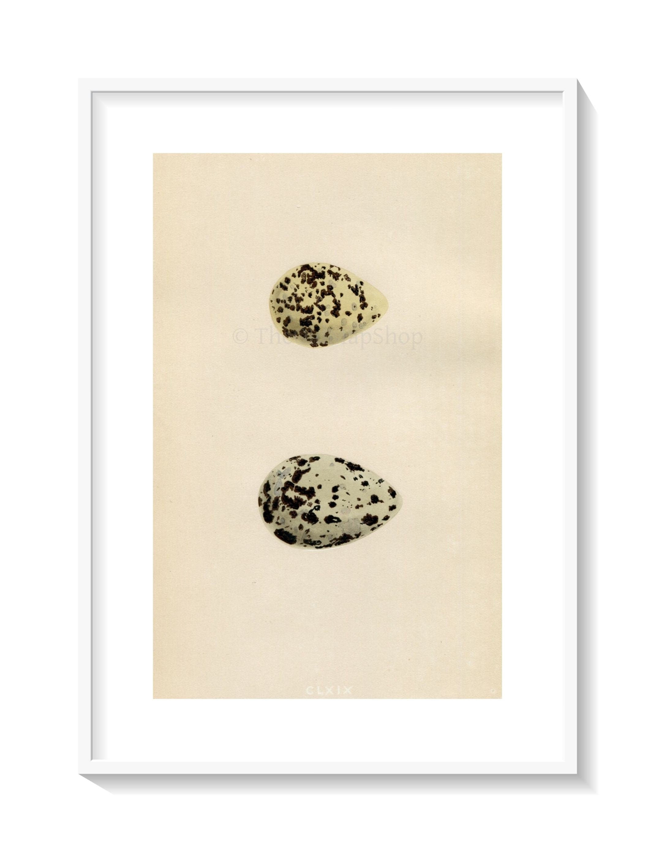 Morris Antique Birds Egg Print, Avocet & Stilt, 1867 Book Plate CLXIX
