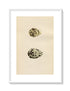 Morris Antique Birds Egg Print, Avocet & Stilt, 1867 Book Plate CLXIX