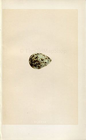 Morris Antique Birds Egg Print, Brown Snipe, 1867 Book Plate CLXXIV