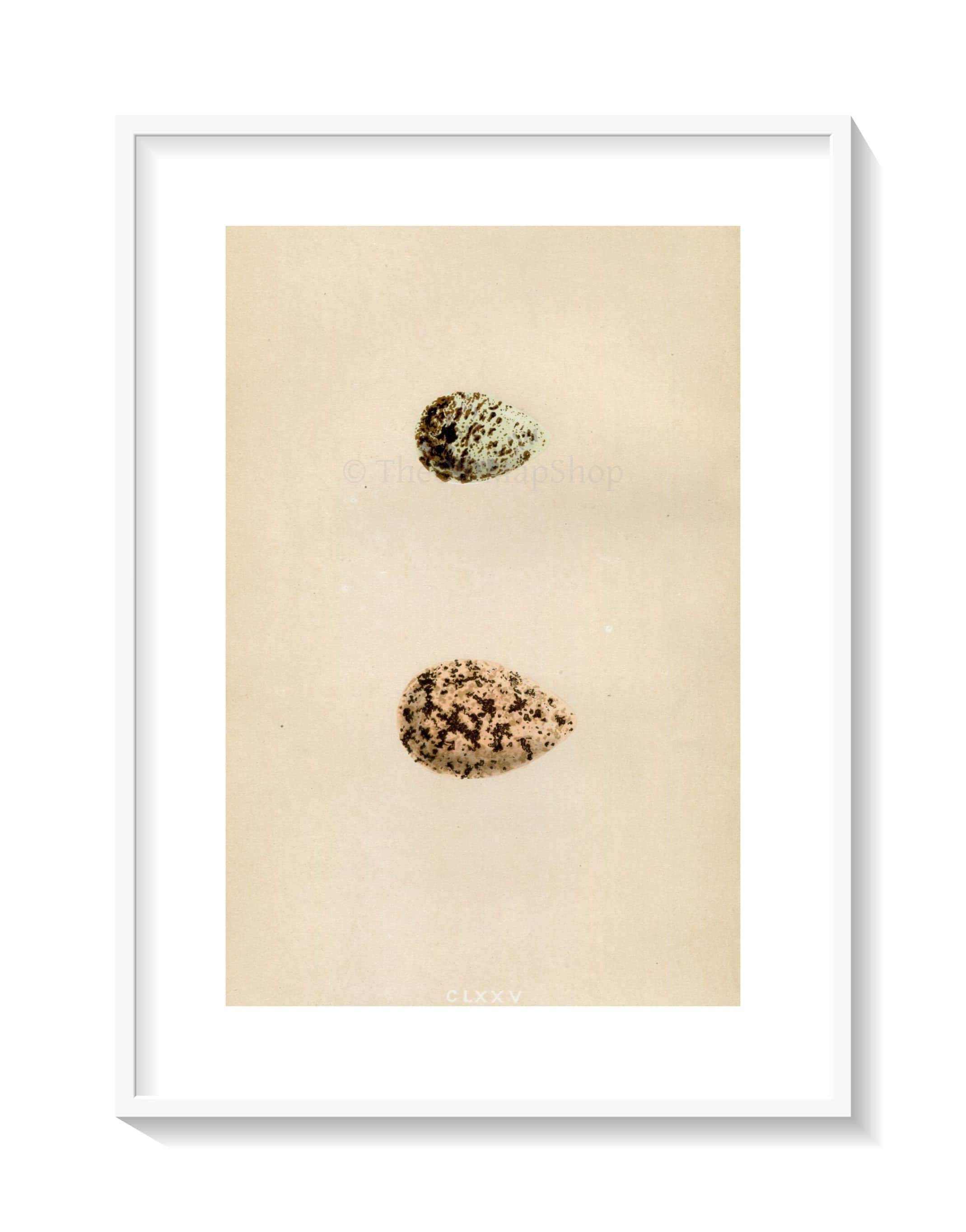 Morris Antique Birds Egg Print, Curlew Sandpiper & Knot, 1867 Book Plate CLXXV