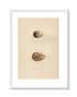 Morris Antique Birds Egg Print, Curlew Sandpiper & Knot, 1867 Book Plate CLXXV