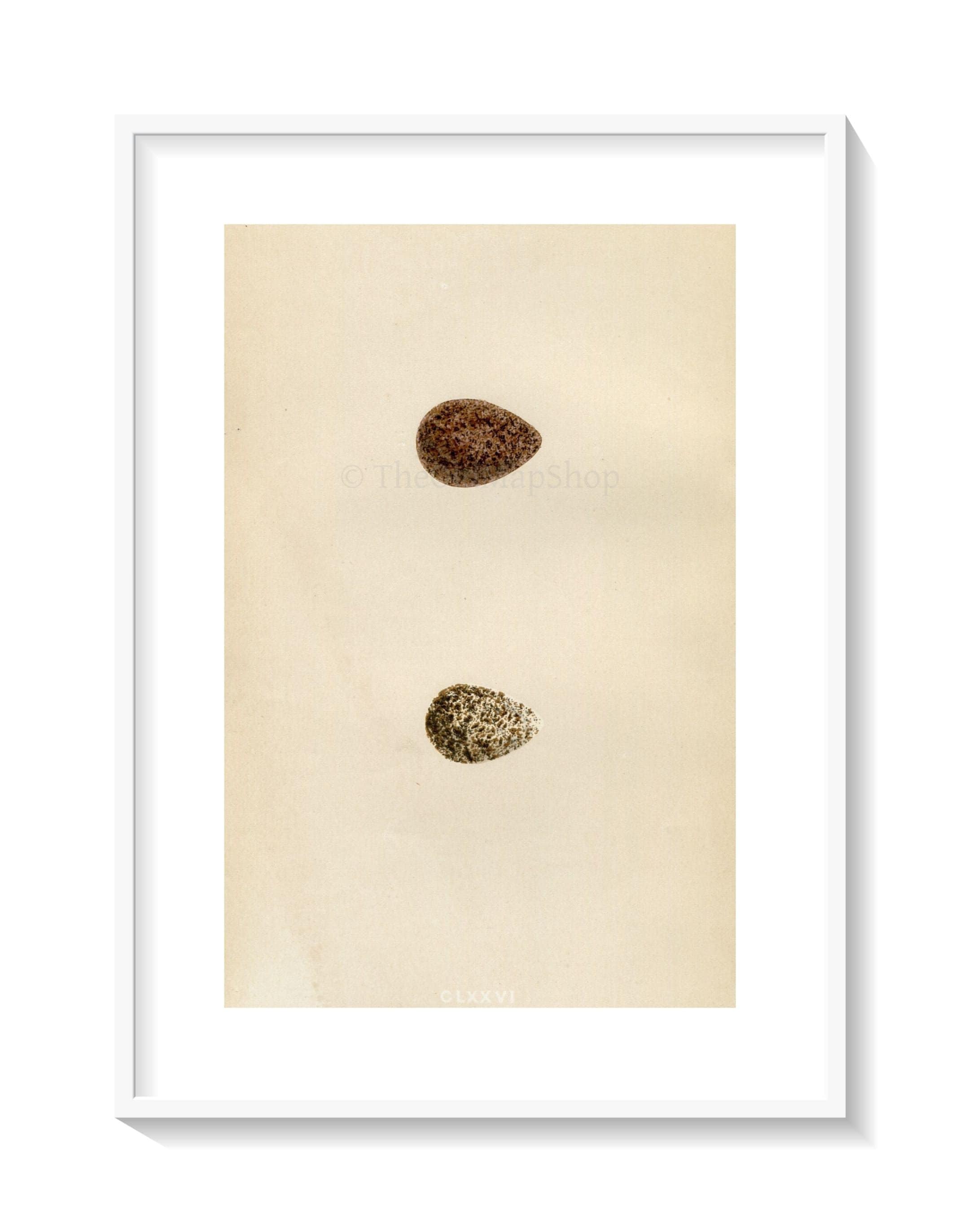 Morris Antique Birds Egg Print, Broad-Billed Sandpiper & Little Stint, 1867 Book Plate CLXXVI