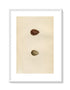 Morris Antique Birds Egg Print, Broad-Billed Sandpiper & Little Stint, 1867 Book Plate CLXXVI
