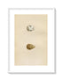 Morris Antique Birds Egg Print, Dunlin & Purple Sandpiper, 1867 Book Plate CLXXVIII