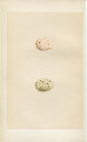 Morris Antique Birds Egg Print, Land-Rail & Spotted Crake, 1867 Book Plate CLXXIX