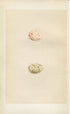 Morris Antique Birds Egg Print, Land-Rail & Spotted Crake, 1867 Book Plate CLXXIX