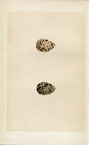 Morris Antique Birds Egg Print, Grey Phalarope, Red-Necked Phalarope, 1867 Book Plate CLXXXII