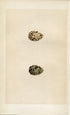 Morris Antique Birds Egg Print, Grey Phalarope, Red-Necked Phalarope, 1867 Book Plate CLXXXII