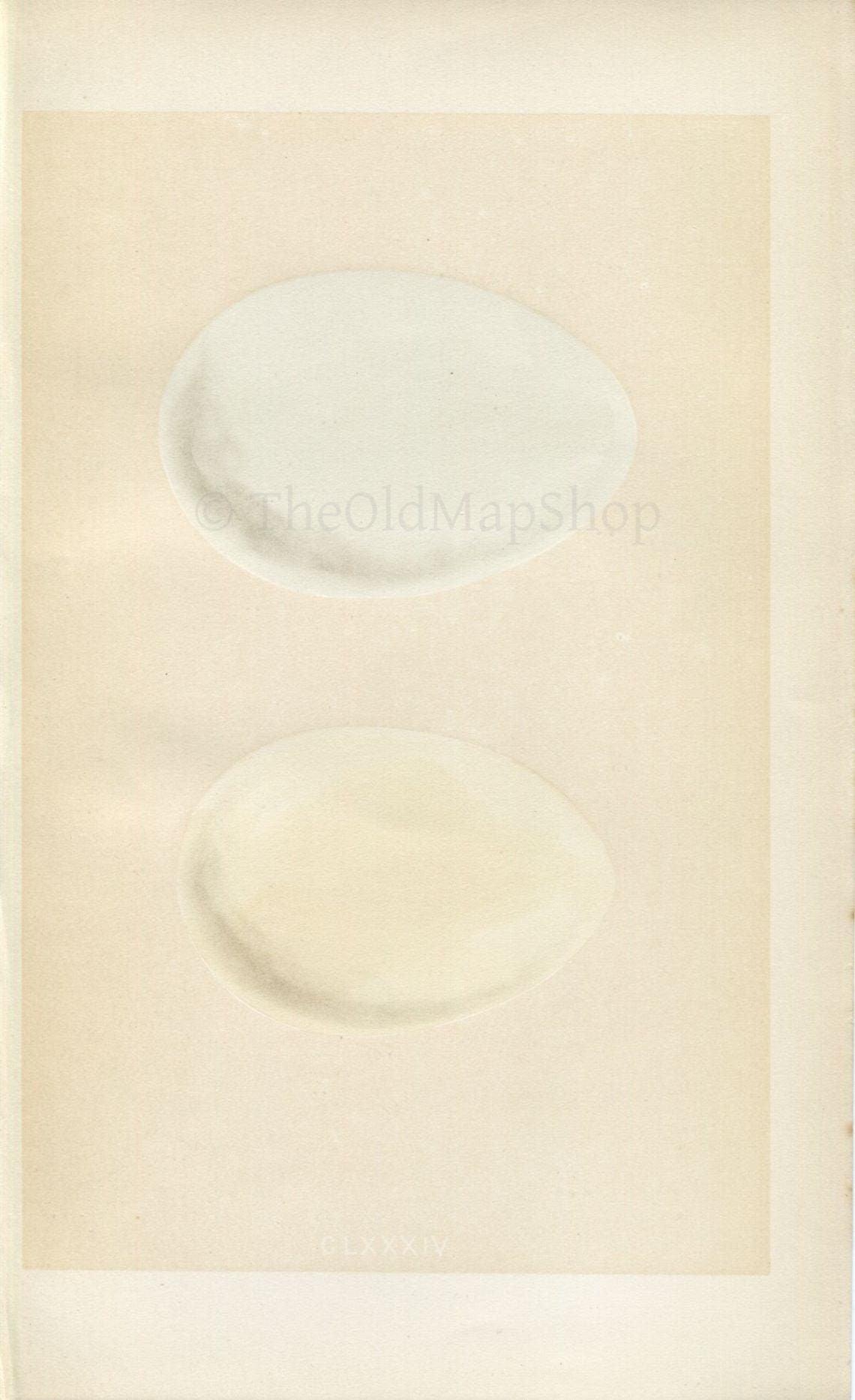Morris Antique Birds Egg Print, Pink-Footed Goose, White-Fronted Goose, 1867 Book Plate CLXXXIV