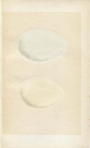 Morris Antique Birds Egg Print, Pink-Footed Goose, White-Fronted Goose, 1867 Book Plate CLXXXIV