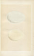 Morris Antique Birds Egg Print, Pink-Footed Goose, White-Fronted Goose, 1867 Book Plate CLXXXIV