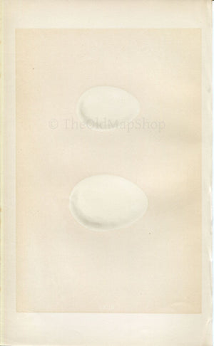 Morris Antique Birds Egg Print, Teal, Wigeon, 1867 Book Plate CXCII
