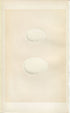 Morris Antique Birds Egg Print, Teal, Wigeon, 1867 Book Plate CXCII