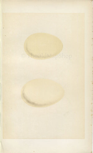 Morris Antique Birds Egg Print, Velvet Scoter, Scoter, 1867 Book Plate CXCIV