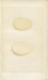 Morris Antique Birds Egg Print, Velvet Scoter, Scoter, 1867 Book Plate CXCIV