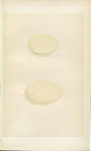 Morris Antique Birds Egg Print, Surf Scoter, Red-Crested Whistling Duck, 1867 Book Plate CXCV