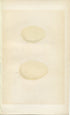 Morris Antique Birds Egg Print, Surf Scoter, Red-Crested Whistling Duck, 1867 Book Plate CXCV