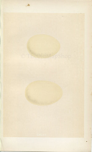 Morris Antique Birds Egg Print, Tufted Duck, Scaup, 1867 Book Plate CXCVII