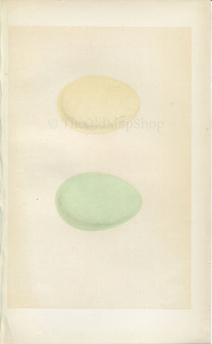 Morris Antique Birds Egg Print, Red-Breasted Merganser, Goosander, 1867 Book Plate CC