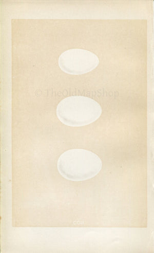 Morris Antique Birds Egg Print, Dusky Grebe, Eared Grebe, Dabchick, 1867 Book Plate CCII