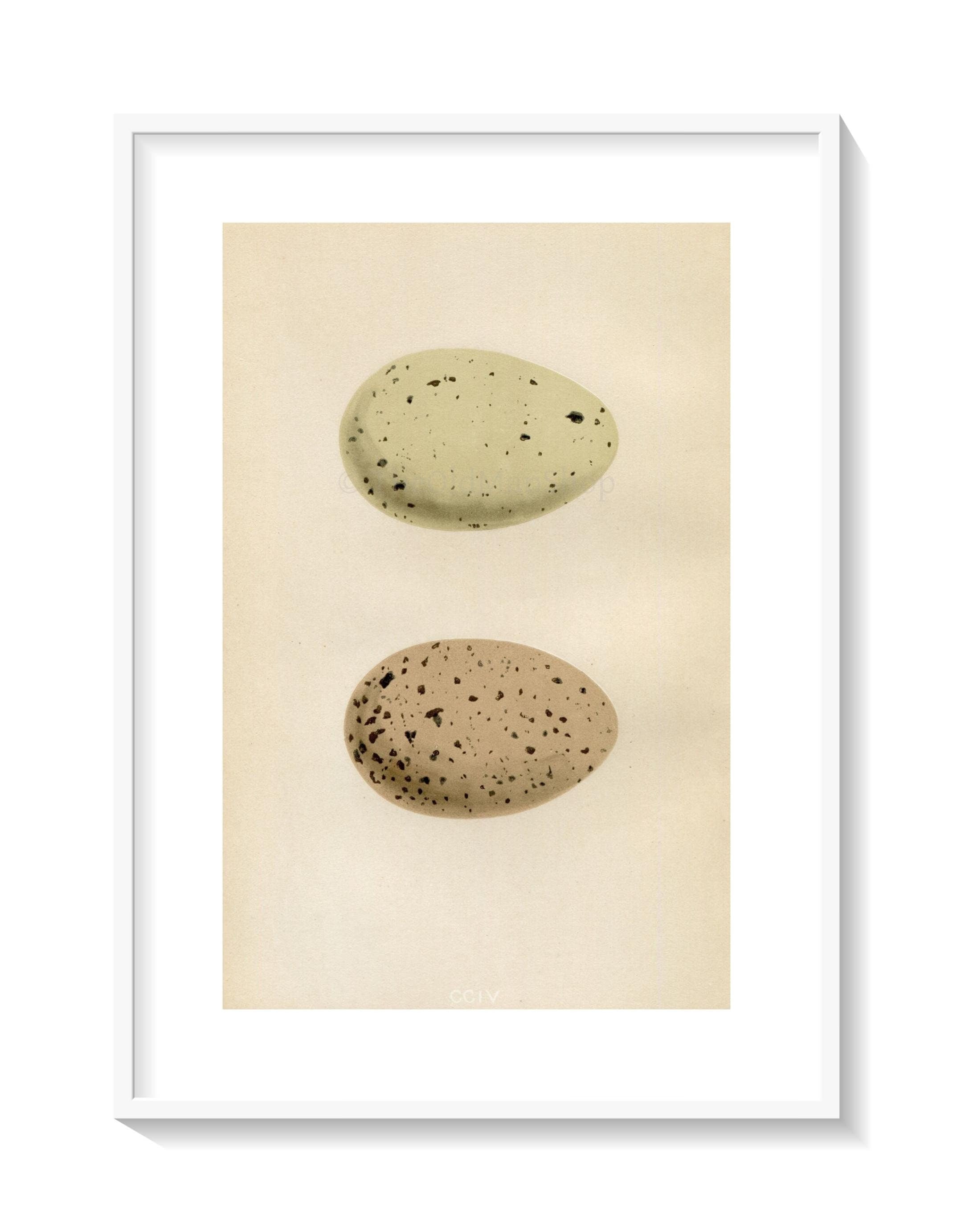 Morris Antique Birds Egg Print, Black-Throated Diver, Red-Throated Diver, 1867 Book Plate CCIV