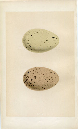 Morris Antique Birds Egg Print, Black-Throated Diver, Red-Throated Diver, 1867 Book Plate CCIV