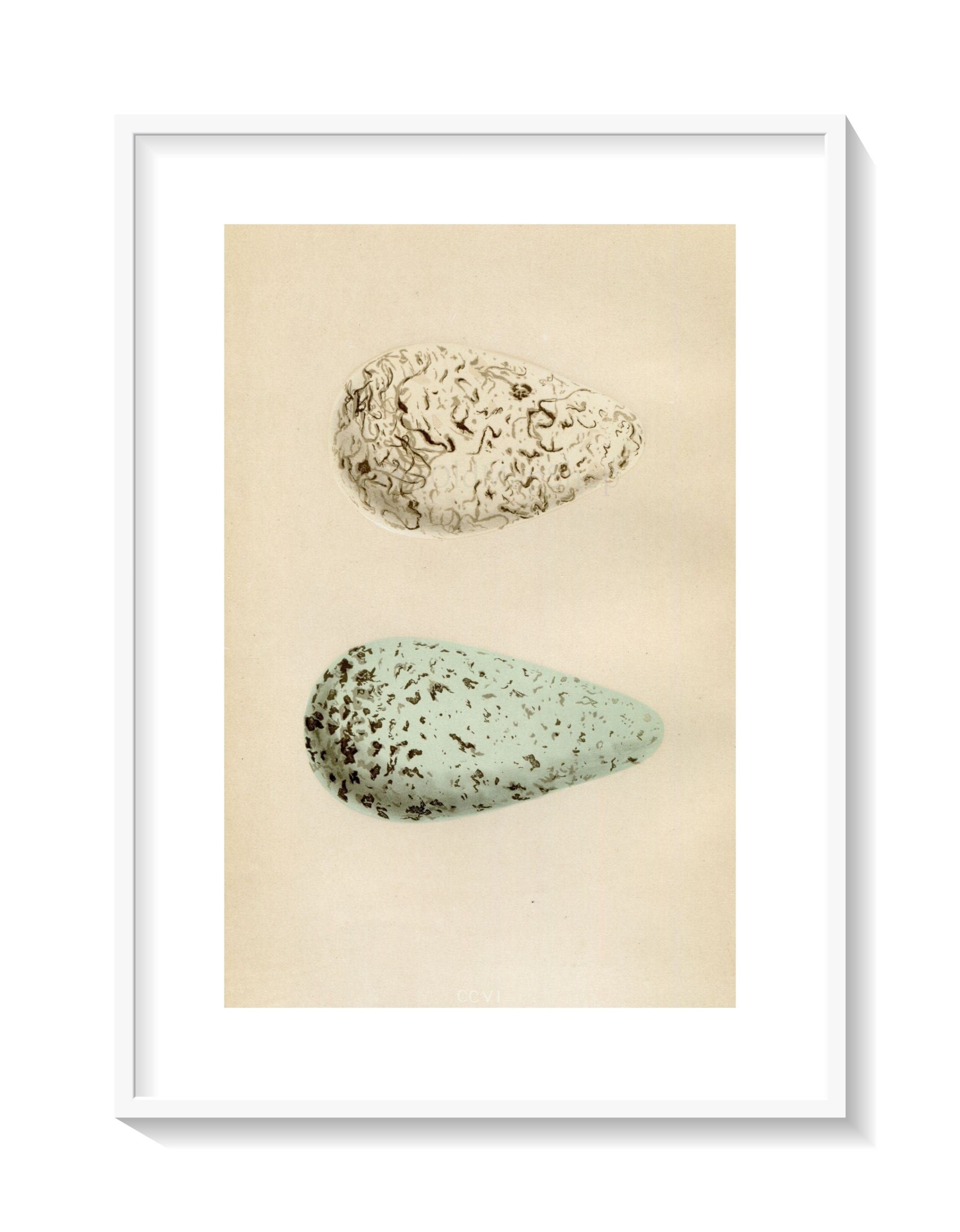 Morris Antique Birds Egg Print, Guillemot, 1867 Book Plate CCVI
