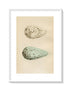 Morris Antique Birds Egg Print, Guillemot, 1867 Book Plate CCVI