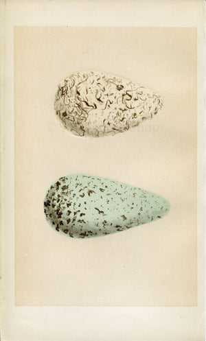 Morris Antique Birds Egg Print, Guillemot, 1867 Book Plate CCVI
