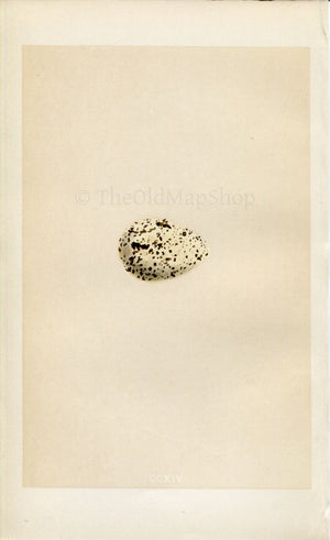 Morris Antique Birds Egg Print, Roseate Tern, 1867 Book Plate CCXIV