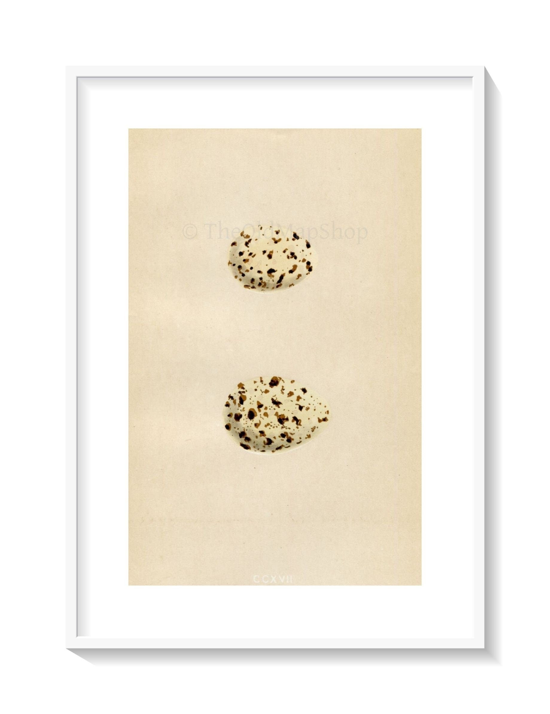 Morris Antique Birds Egg Print, Whiskered Tern, Gull-Billed Tern, 1867 Book Plate CCXVII