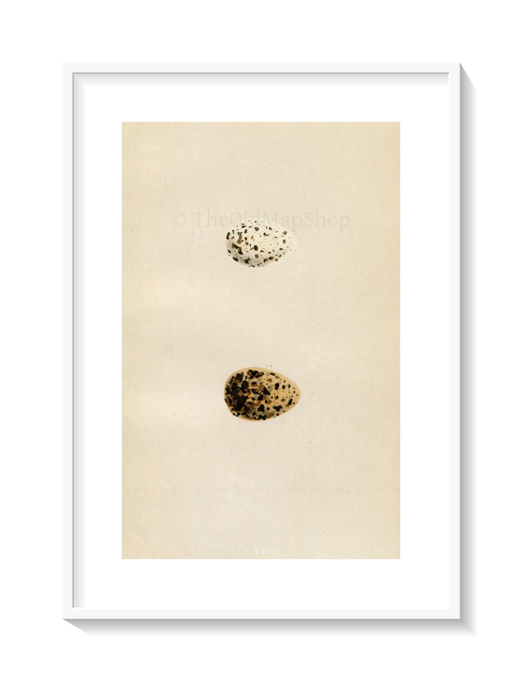 Morris Antique Birds Egg Print, Lesser Tern, Black Tern, 1867 Book Plate CCXVIII