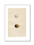 Morris Antique Birds Egg Print, Lesser Tern, Black Tern, 1867 Book Plate CCXVIII
