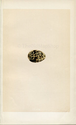 Morris Antique Birds Egg Print, White-Winged Black Tern, 1867 Book Plate CCXIX