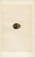 Morris Antique Birds Egg Print, White-Winged Black Tern, 1867 Book Plate CCXIX