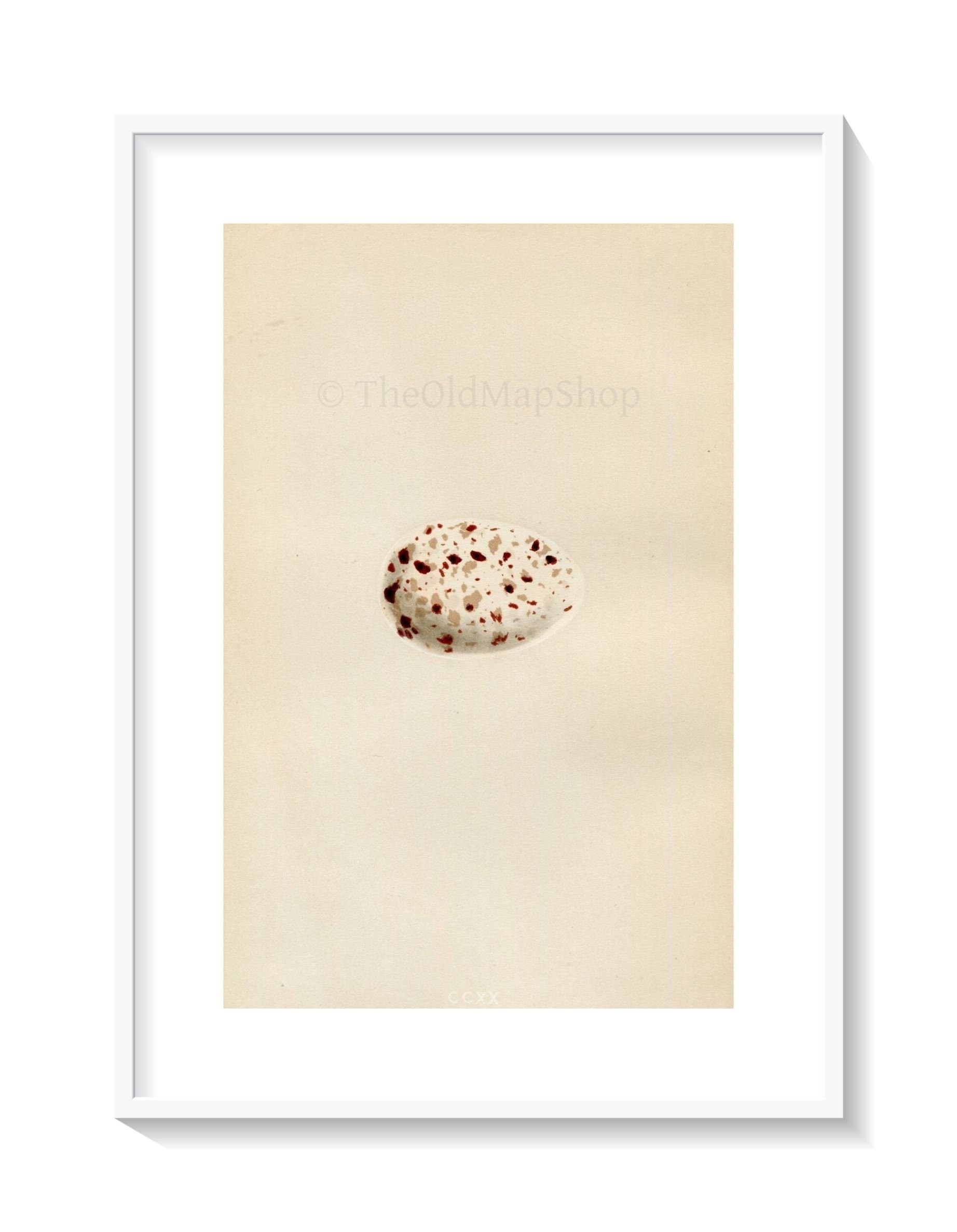 Morris Antique Birds Egg Print, Noddy, 1867 Book Plate CCXX